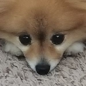 Meet your Posher, Mike